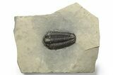 Calymene Niagarensis Trilobite Fossil - New York #270246-1
